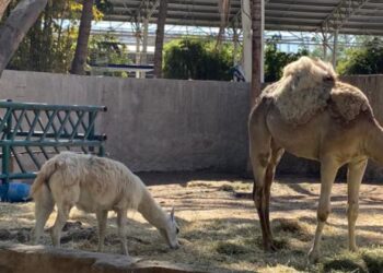 Listo el Zoológico de Culiacán para recibir visitantes esta Semana Santa