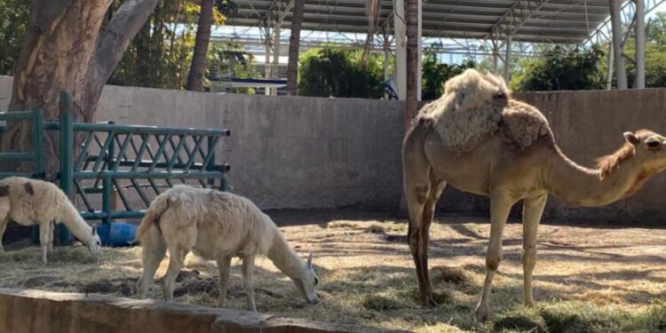 Listo el Zoológico de Culiacán para recibir visitantes esta Semana Santa