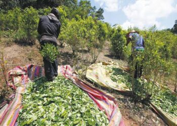 El Cártel de Sinaloa y el CJNG están enviando a ingenieros agrónomos a Colombia