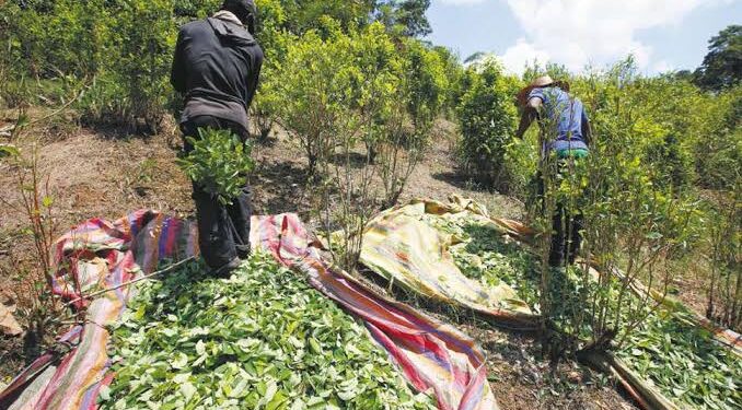 El Cártel de Sinaloa y el CJNG están enviando a ingenieros agrónomos a Colombia