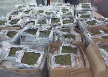Guardia Nacional asegura 900 kilos de marihuana en Veracruz