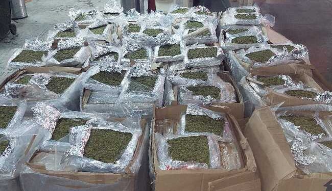 Guardia Nacional asegura 900 kilos de marihuana en Veracruz