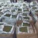 Guardia Nacional asegura 900 kilos de marihuana en Veracruz