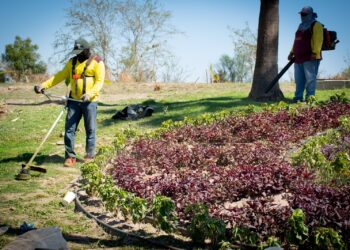 Brindan mantenimiento a talud y jardín ornamental del camellón central en bulevar Jesús Kumate