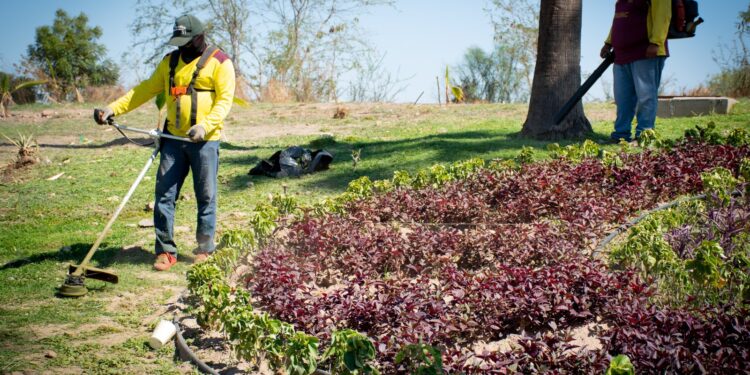 Brindan mantenimiento a talud y jardín ornamental del camellón central en bulevar Jesús Kumate
