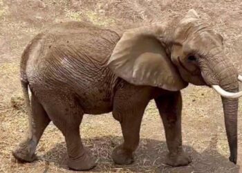 Los animales en México deben dejar de ser utilizados como botín político: Azcarm