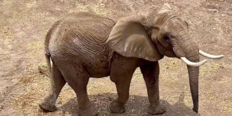 Los animales en México deben dejar de ser utilizados como botín político: Azcarm