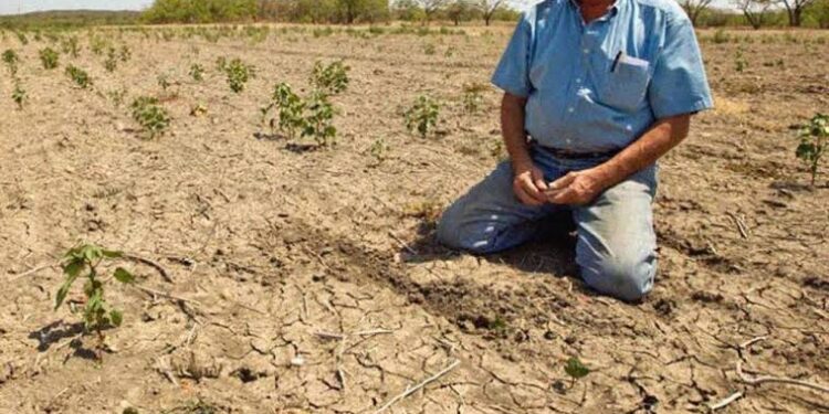 Más de 60 mil sinaloenses sufren los estragos de la sequía
