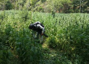 Localizan y destruyen plantío de 4 hectáreas de mariguana en Michoacán