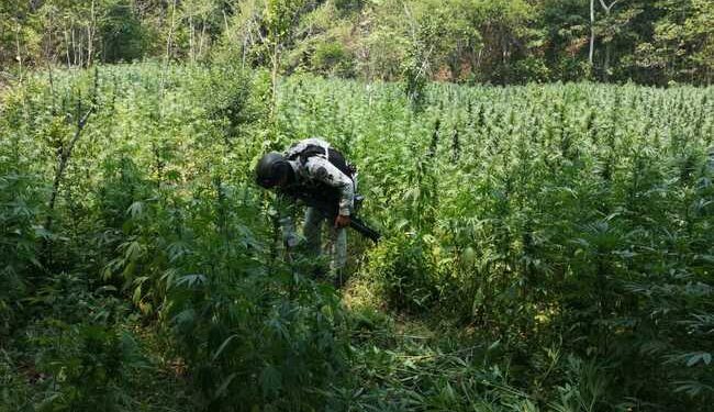 Localizan y destruyen plantío de 4 hectáreas de mariguana en Michoacán