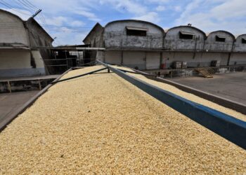 A todos los pequeños productores se les comprará su maíz: Rocha