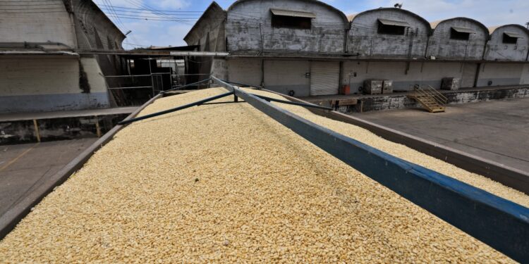 A todos los pequeños productores se les comprará su maíz: Rocha