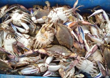 Inicia la captura de la jaiba macho en Sinaloa