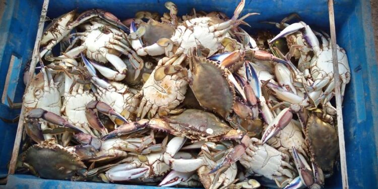 Inicia la captura de la jaiba macho en Sinaloa