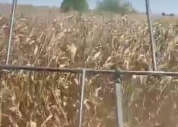 Productores de maíz denuncian que están siendo rechazados por Segalmex para la compra de su cosecha