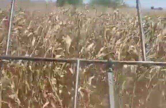 Productores de maíz denuncian que están siendo rechazados por Segalmex para la compra de su cosecha