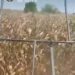 Productores de maíz denuncian que están siendo rechazados por Segalmex para la compra de su cosecha