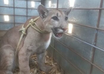 Rescata Ostok puma abandonado en una construcción