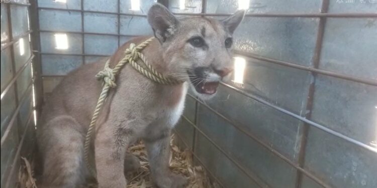 Rescata Ostok puma abandonado en una construcción