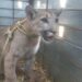 Rescata Ostok puma abandonado en una construcción