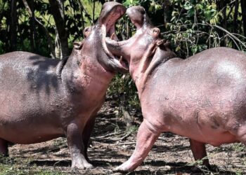 La caza de hipopótamos no es la alternativa para acabar con el problema ambiental en Colombia