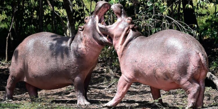 La caza de hipopótamos no es la alternativa para acabar con el problema ambiental en Colombia