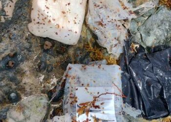 Encuentran entre sargazo paquetes con cocaína en playas de Tulum