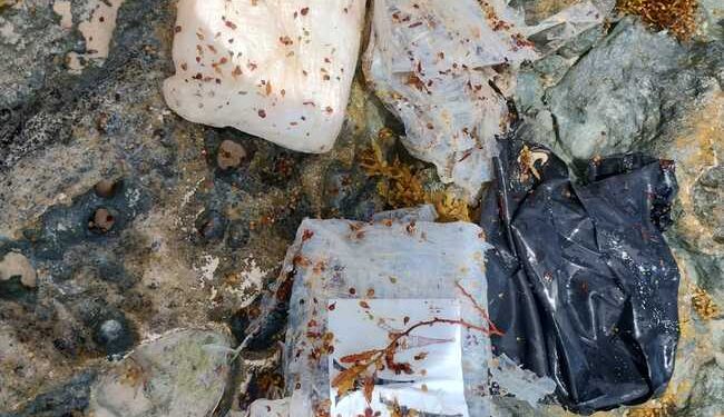 Encuentran entre sargazo paquetes con cocaína en playas de Tulum