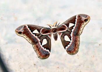 Dio inicio la temporada reproductiva de la mariposa cuatro espejos en la Facultad de Biología de la UAS