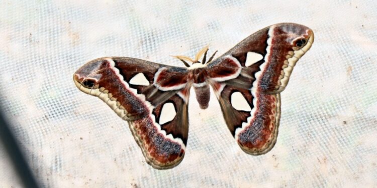 Dio inicio la temporada reproductiva de la mariposa cuatro espejos en la Facultad de Biología de la UAS