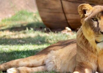 A un año del histórico rescate de Black Jaguar, los felinos están recuperados