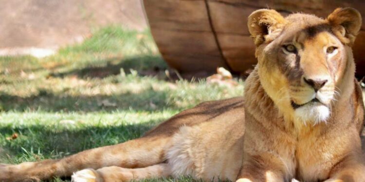 A un año del histórico rescate de Black Jaguar, los felinos están recuperados