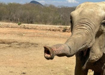 ¡Hay boda en puerta!, Bireki y Big Boy se nos casan