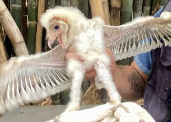 Rescata ciudadana una cría de lechuza, la depositó en el Zoológico de Culiacán para su cuidado