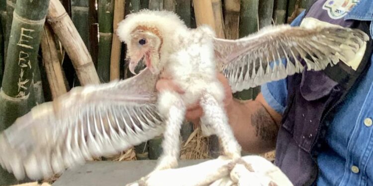 Rescata ciudadana una cría de lechuza, la depositó en el Zoológico de Culiacán para su cuidado