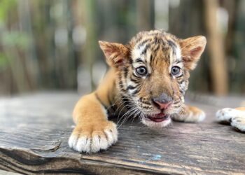 Tierno tigre bebé se roba las miradas en el Zoológico de Culiacán