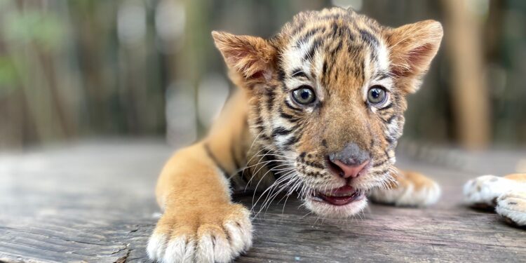 Tierno tigre bebé se roba las miradas en el Zoológico de Culiacán