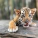 Tierno tigre bebé se roba las miradas en el Zoológico de Culiacán