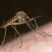 Escuinapa, municipio con mayor número de casos de dengue en Sinaloa