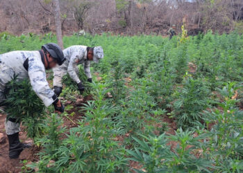 Destruyen más de 12 mil plantas de marihuana en Michoacán