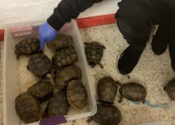 En Puebla rescatan a más de 260 tortugas trasladadas en condiciones de hacinamiento en una camioneta