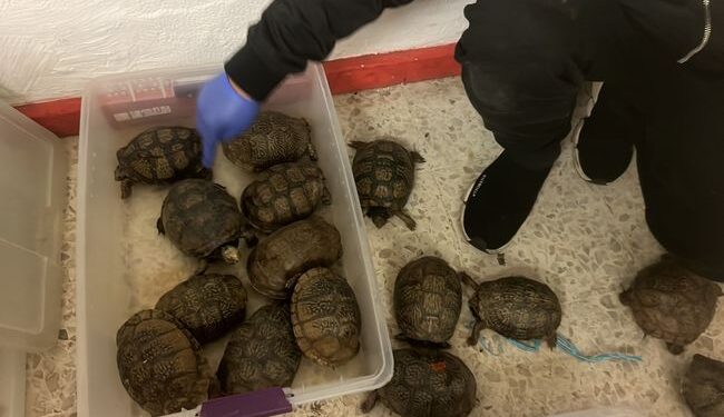 En Puebla rescatan a más de 260 tortugas trasladadas en condiciones de hacinamiento en una camioneta