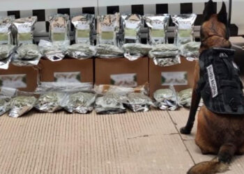 Hallan mariguana en bolsas de infusiones herbales en Culiacán
