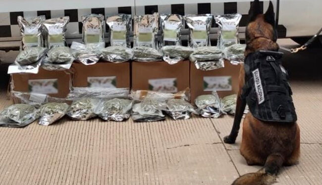 Hallan mariguana en bolsas de infusiones herbales en Culiacán