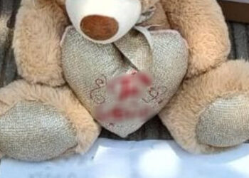 Narcos culichis fracasan en su intento de enviar opio a Tijuana en osos de peluche