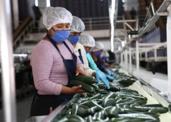 Sinaloa registra 18,736 nuevos empleos formales en julio