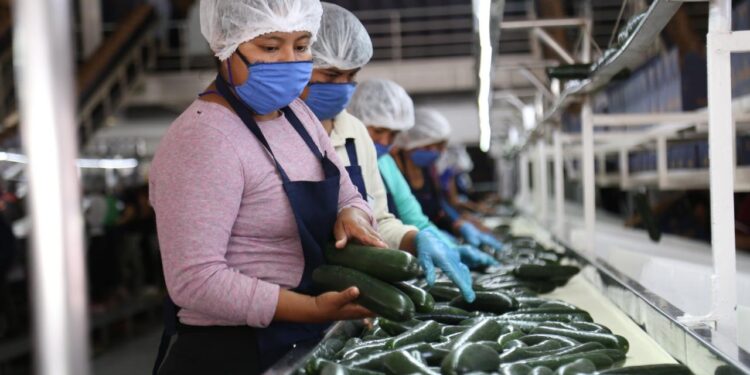 Sinaloa registra 18,736 nuevos empleos formales en julio