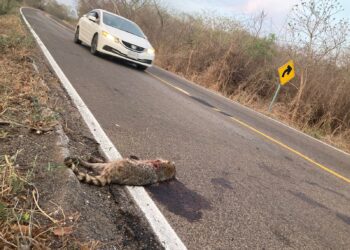 Estudio revela el alto impacto que sufren las especies en las carreteras de Sinaloa; desde la UAS buscan fomentar su cuidado