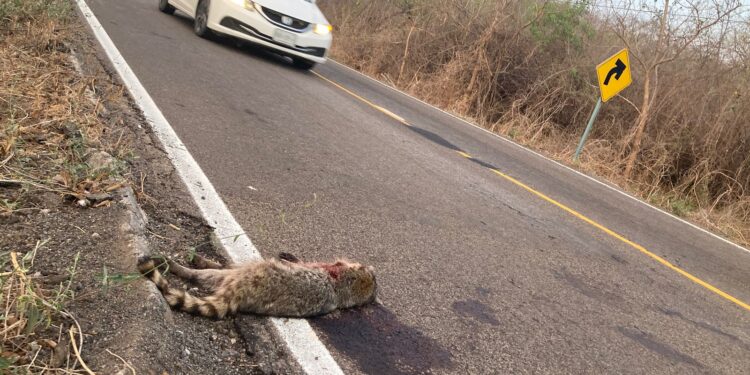 Estudio revela el alto impacto que sufren las especies en las carreteras de Sinaloa; desde la UAS buscan fomentar su cuidado