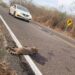Estudio revela el alto impacto que sufren las especies en las carreteras de Sinaloa; desde la UAS buscan fomentar su cuidado